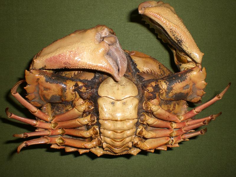 calappa japonica T.F. coll. ventral view.jpg